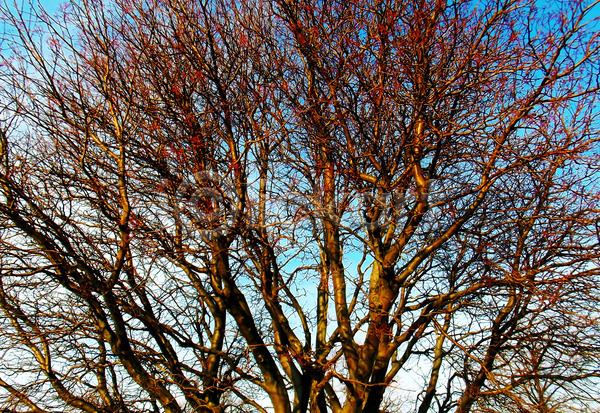 사람없음 JPG 포토 해외이미지 겨울 공원 나무 나뭇가지 벌거벗은 자연 파란색 핀란드 하늘 해외202004 헬싱키