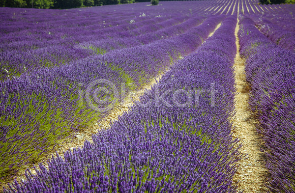 사람없음 JPG 포토 해외이미지 꽃 내추럴 농업 라벤더 밭 백그라운드 보라색 시골 식물 여름(계절) 유럽 자연 제비꽃 컬러풀 풍경(경치) 프랑스 프로방스 하늘 해외202004 향기