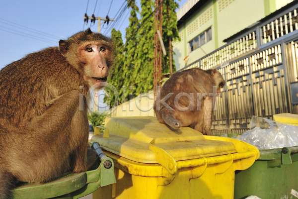 사람없음 JPG 포토 해외이미지 공원 쓰레기 야생동물 원숭이 음식 응시 자연 캔 태국 해외202004