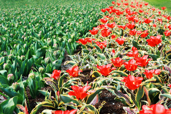 사람없음 JPG 포토 해외이미지 계절 꽃 네덜란드 많음 밭 벚꽃 봄 빨간색 식물 야외 잎 자연 정원 초록색 컬러풀 튤립 해외202004