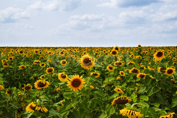 성장 사람없음 JPG 포토 해외이미지 구름(자연) 꽃 노란색 농업 농작물 머리 밭 시골 식물 야외 여름(계절) 잎 자연 초록색 파란색 풍경(경치) 하늘 해바라기 해외202004 햇빛