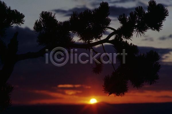 사람없음 JPG 포토 해외이미지 구름(자연) 그랜드캐니언 나무 소나무 애리조나 일몰 자연 해외202004