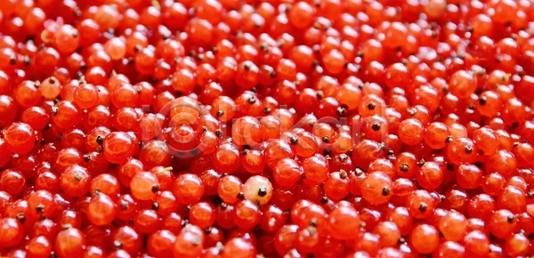 달콤 신선 사람없음 JPG 포토 해외이미지 건강 건포도 계절 과일 날것 백그라운드 빨간색 숙성 열매 유기농 음식 재료 질감 채식주의자 해외202004 해외포토