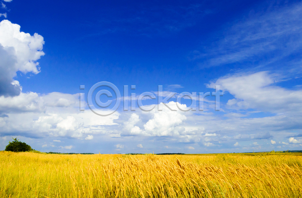 사람없음 JPG 포토 해외이미지 농사 농업 농작물 밀 밀밭 보리 보리밭 야외 주간 풍경(경치) 하늘 해외202004