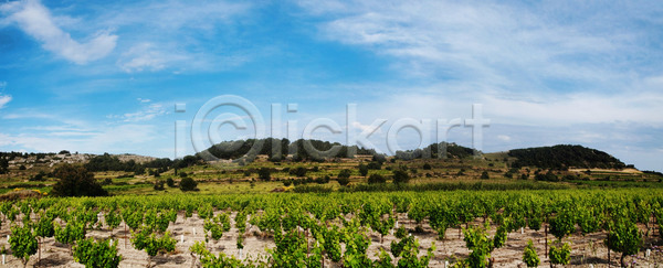 신선 사람없음 JPG 포토 해외이미지 건강 구름 농업 농작물 농장 메를로 발효 세련 수확 시골 식물 양조 언덕 와인 잎 자연 초록색 파노라마 파란색 포도 포도나무 포도밭 풍경 프랑스 하늘 해외202004 해외포토