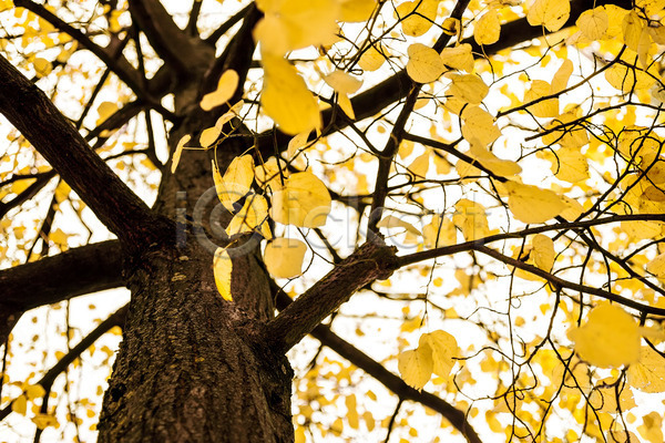 따뜻함 변화 활발 사람없음 JPG 포토 해외이미지 흑백 가을(계절) 계절 공원 나무 나뭇가지 내추럴 노란색 백그라운드 빛 숲 시골 야외 잎 자연 장면 컬러풀 해외202004 황금