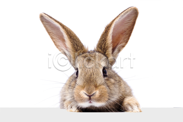 귀여움 사람없음 JPG 포토 해외이미지 가축 귀 반려동물 부활절 토끼 한마리 흰배경