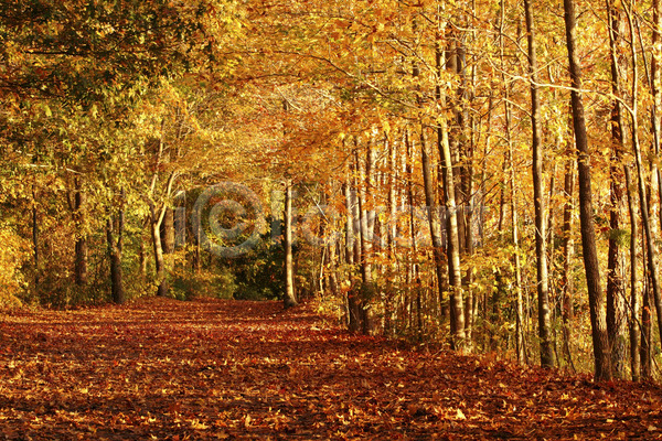 평화 사람없음 JPG 포토 해외이미지 10월 9월 가을(계절) 계절 공원 길 나무 나뭇가지 노란색 단풍 빨간색 산책로 숲 야외 오렌지 잎 자연 초록색 컬러풀 풍경(경치) 하이킹 해외202004 환경 황금