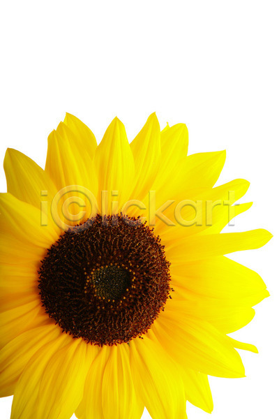 사람없음 JPG 포토 해외이미지 꽃 노란색 농업 맑음 세련 세로 식물 여름(계절) 잎 자연 카피스페이스 태양 하늘 해바라기 해외202004 흰배경