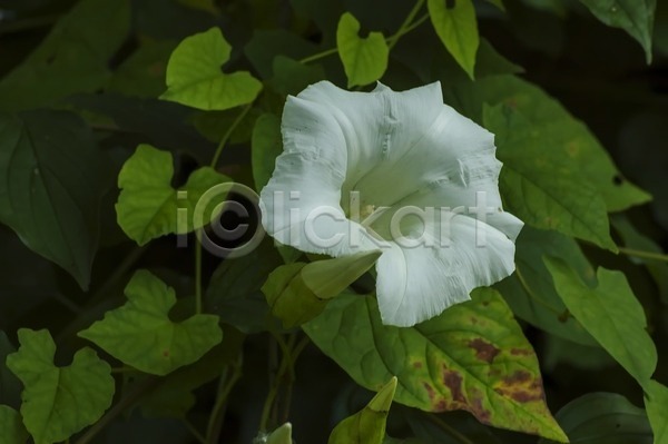 사람없음 JPG 포토 해외이미지 꽃 독말풀 야외 자연 해외202004 흰색