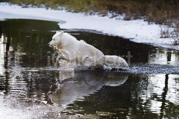 사람없음 JPG 포토 해외이미지 강 건너기 걷기 늑대 북극늑대 야생동물 야외 젖음 주간 한마리 해외202004