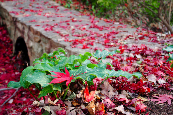 사람없음 JPG 포토 해외이미지 가을(계절) 계절 교통시설 나무 낙엽 땅 바위 부분 빨간색 식물 식물원 잎 자연 정원 조경 풍경(경치) 해외202004