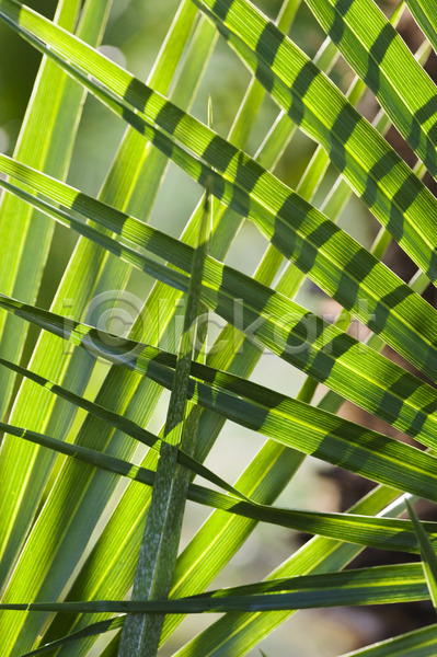 사람없음 JPG 포토 해외이미지 묘사 백그라운드 빛 손바닥 식물 잎 자연 정맥 태양 해외202004