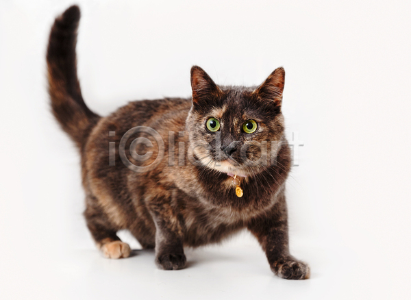 사람없음 여자 JPG 포토 해외이미지 1 갈색 검은색 고양이 눈(신체부위) 동물 반려동물 백그라운드 빨간색 수염 얼굴 응시 자연 줄무늬 해외202004
