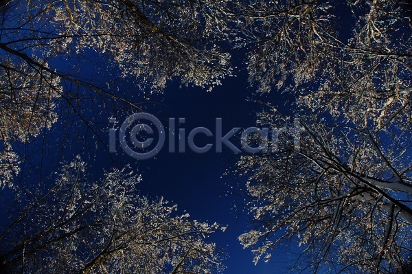 신선 추위 사람없음 JPG 포토 해외이미지 겨울 계절 나무 나뭇가지 냉동 노르웨이 반투명 서리 숲 야외 얼음 옛날 원더랜드 천국 파란색 하늘 해외202004 흰색