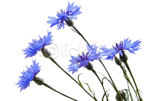 사람없음 JPG 포토 해외이미지 가로 고립 꽃 꽃다발 꽃잎 수레국화 식물 실내 자연 파란색 해외202004 흰배경