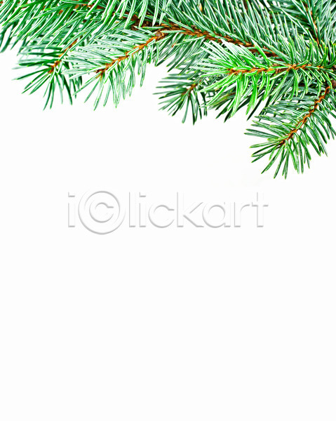 성장 사람없음 JPG 포토 해외이미지 12월 가로 겨울 계절 고립 나뭇가지 백그라운드 소나무 스튜디오촬영 장식 전나무 초록색 카피스페이스 크리스마스 해외202004 휴가 흰배경 흰색