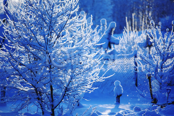 사람없음 JPG 포토 해외이미지 겨울 겨울풍경 나무 눈(날씨) 상고대 야외 주간 파란색 풍경(경치) 해외202004