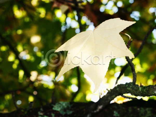 성장 사람없음 JPG 포토 해외이미지 가을(계절) 나무 나뭇가지 노란색 식물 야외 잎 자연 초록색 해외202004 환경
