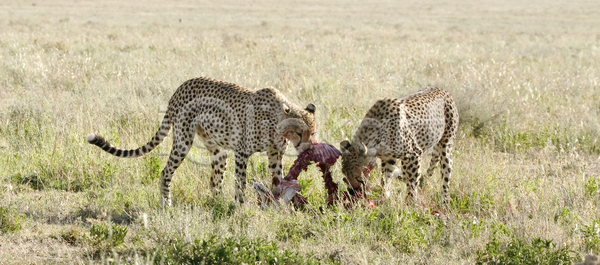 따뜻함 뜨거움 사람없음 JPG 포토 해외이미지 고양이 국립공원 동물 먹이 밭 사파리 세렝게티 수유 아프리카 야생동물 육류 육식동물 음식 자연 치타 케냐 탄자니아 해외202004 해외포토 휴가