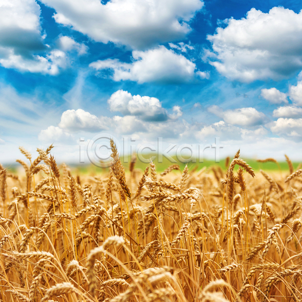 사람없음 JPG 포토 해외이미지 농사 농업 농작물 밀 밀밭 보리 보리밭 야외 우크라이나 주간 풍경(경치) 하늘 해외202004