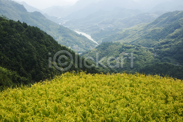 사람없음 JPG 포토 해외이미지 가을(계절) 농가 농부 농업 대나무 산 삼나무 수확 시골 중국 초록색 폭포 풍경(경치) 해외202004