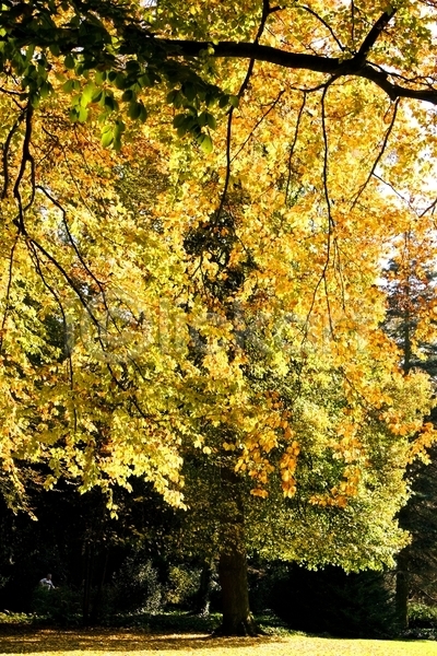 사람없음 JPG 포토 해외이미지 10월 가을(계절) 갈색 그림 나무 노란색 백그라운드 빨간색 세로 오렌지 잎 컬러풀 풍경(경치) 해외202004 환경 황금