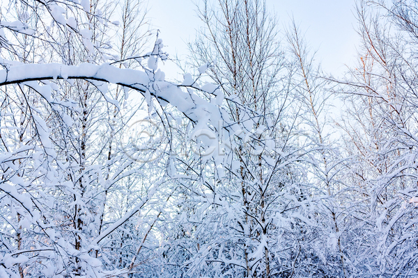 시원함 추위 사람없음 JPG 포토 해외이미지 12월 2월 가을(계절) 겨울 공원 광선 나뭇가지 날씨 냉동 눈내림 눈송이 백그라운드 빛 서리 숲 식물 얼음 일몰 추상 크리스탈 태양 해외202004 환경 흰색