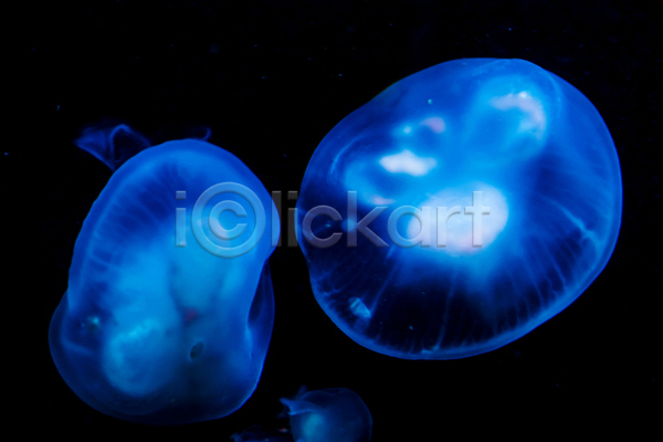 사람없음 JPG 포토 해외이미지 두마리 바닷속 수중동물 자포동물 파란색 해외202004 해파리