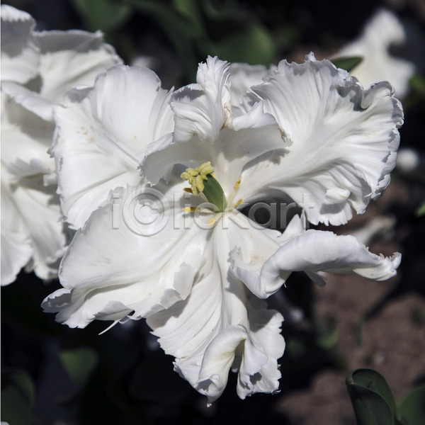 사람없음 JPG 포토 해외이미지 꽃 꽃잎 식물 앵무새 정원 튤립 해외202004 흰색