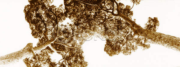 과거 사람없음 JPG 세피아 포토 해외이미지 갈색 골동품 구식 그런지 나무 날씨 백그라운드 사진촬영 숲 옛날 자연 해외202004 해외포토