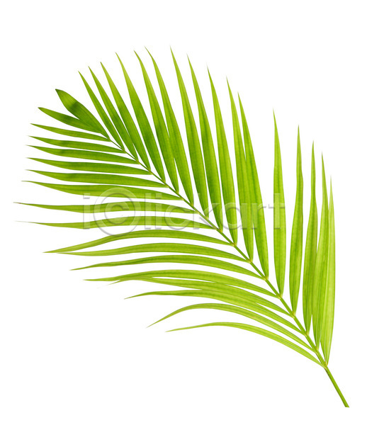 성장 사람없음 JPG 포토 해외이미지 고립 곡선 나무 나뭇가지 백그라운드 부분 손바닥 숙이기 숲 식물 심볼 싱글 아치 여름(계절) 오브젝트 잎 자연 작음 정맥 줄기 초록색 코코넛 패턴 해외202004 흰색
