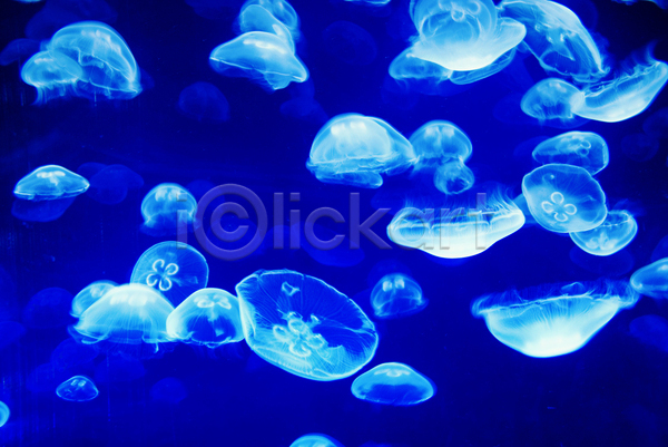 사람없음 JPG 포토 해외이미지 바닷속 수중동물 여러마리 자포동물 파란색 해외202004 해파리