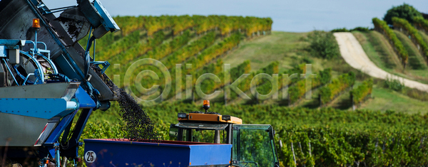 선택 사람없음 JPG 포토 해외이미지 가을 기계 농업 모임 수확 아침 야외 양조장 와인 포도 포도나무 포도밭 해외202004 해외포토