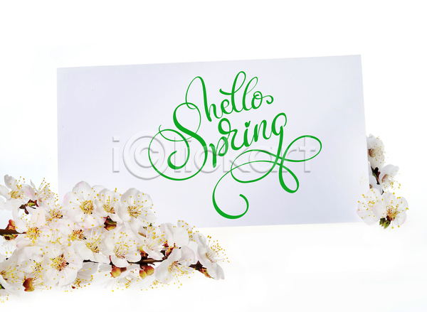 사람없음 EPS 일러스트 해외이미지 백그라운드 벚꽃 봄 카드(감사) 캘리그라피 해외202004 흰배경