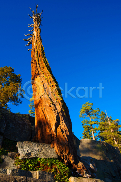 사람없음 JPG 로우앵글 포토 해외이미지 그림자 나무 미국 북아메리카 세로 숲 야외 자연 캘리포니아 컬러풀 풍경(경치) 하늘 해외202004 햇빛