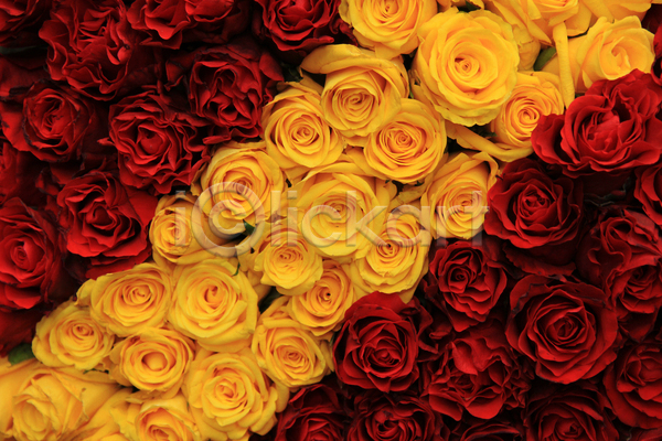 사랑 사람없음 JPG 포토 해외이미지 결혼 결혼식 그룹 꽃 꽃다발 꽃잎 노란색 묘사 배열 백그라운드 빨간색 식물 자연 장미 장식 컨셉 탁자 해외202004