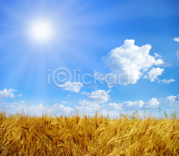 사람없음 JPG 포토 해외이미지 농사 농업 농작물 밀 밀밭 보리 보리밭 야외 주간 하늘 해외202004