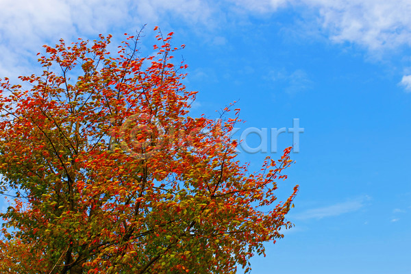 사람없음 JPG 포토 해외이미지 10월 9월 가을(계절) 계절 구름(자연) 나뭇가지 날씨 노란색 바람 방향 백그라운드 빨간색 식물 오렌지 잎 체리 초록색 파란색 하늘 해외202004 흰색