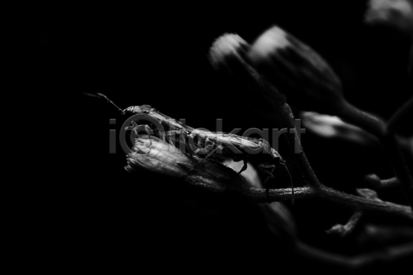 고요 사람없음 JPG 포토 해외이미지 곤충 꽃 내추럴 동물 빛 자연 짝짓기 태국 해외202004