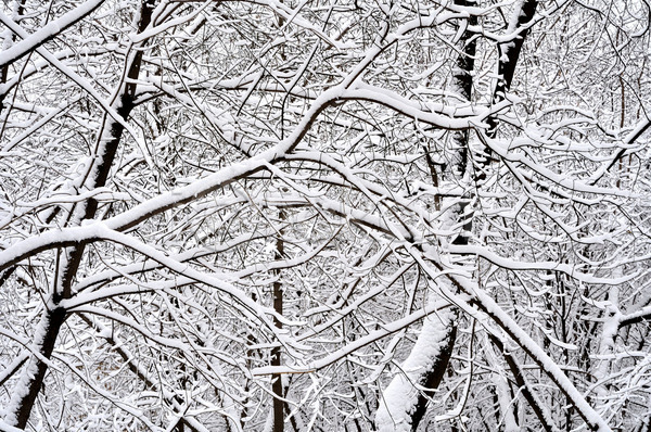 추위 사람없음 JPG 포토 해외이미지 겨울 계절 나무 나뭇가지 눈내림 서리 숲 야외 얼음 자연 해외202004 흰색