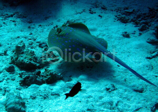 사람없음 JPG 포토 해외이미지 바다 수중 야생동물 어류 이집트 해외202004