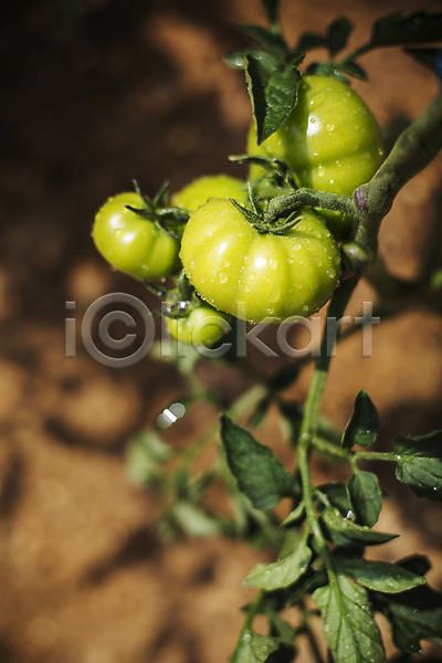 사람없음 JPG 근접촬영 포토 농사 농작물 농장 백그라운드 야외 유기농 자연 주간 채소 토마토
