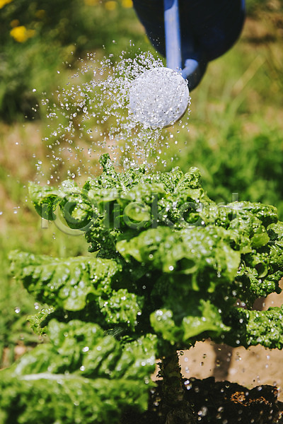 사람없음 JPG 포토 농사 농작물 농장 물뿌리개 물주기 백그라운드 야외 유기농 자연 주간 채소