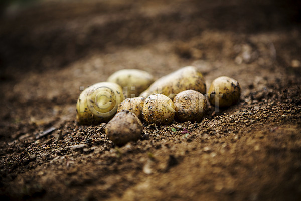 사람없음 JPG 포토 감자 농사 농장 배경화면 백그라운드 야외 유기농 자연 주간 채소 흙