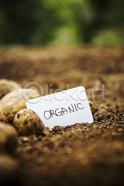 사람없음 JPG 포토 감자 농사 농장 백그라운드 야외 유기농 자연 주간 채소 흙