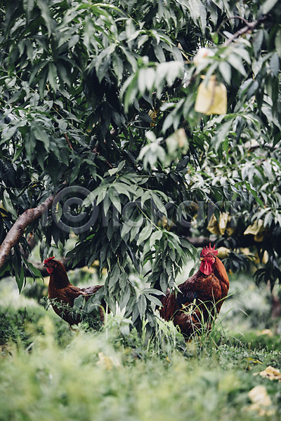 사람없음 JPG 포토 가축 농사 농장 닭 두마리 백그라운드 야외 유기농 자연 주간