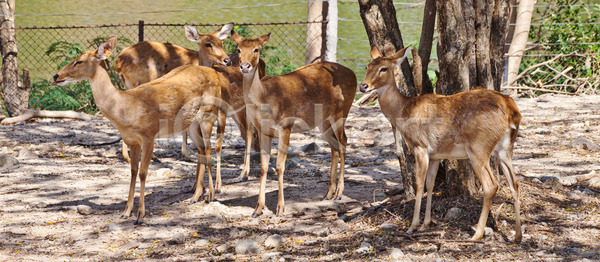 사람없음 JPG 포토 해외이미지 갈색 달러 동물 동물원 밭 뿔 사냥꾼 사슴 사파리 손목시계 아시아 야생동물 야외 자연 태국 포유류 해외202004 해외포토