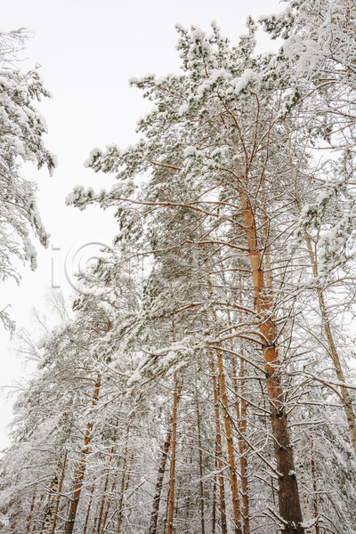 추위 사람없음 JPG 포토 해외이미지 가문비나무 겨울 계절 구름(자연) 나무 나뭇가지 날씨 서리 소나무 숲 자연 풍경(경치) 해외202004