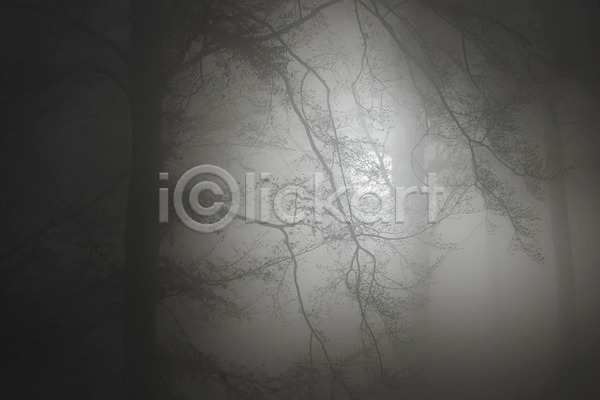 신비 사람없음 JPG 포토 해외이미지 겨울 나무 목재 삼림지대 숲 안개 야외 풍경(경치) 해외202004